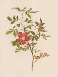 English Rose